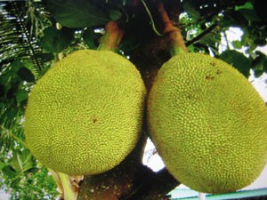 菠蘿蜜