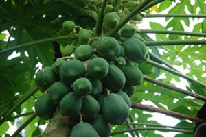 木瓜