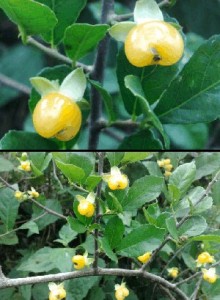 鵲腎果