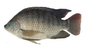 羅非魚