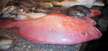 紅魚