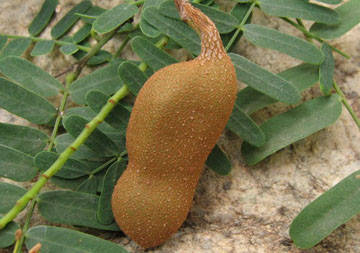 酸豆,也叫酸角 海南酸豆