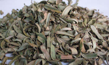 油甘葉