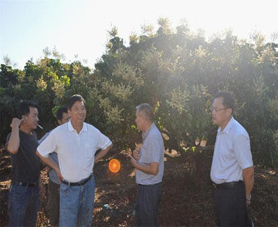 白沙縣政協(xié)副主席林世欣認(rèn)真地交流反季節(jié)龍眼種植經(jīng)驗(yàn)