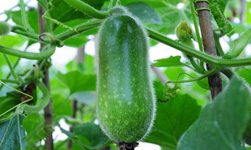 臨高節(jié)瓜 臨高節(jié)瓜