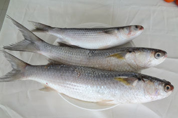 后安鯔魚