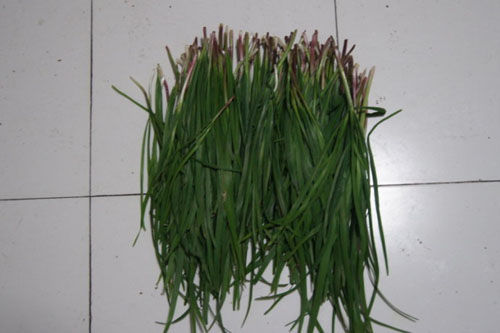 新鮮采摘的野韭菜