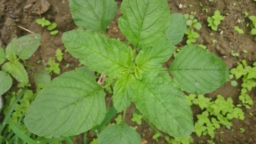 野莧菜