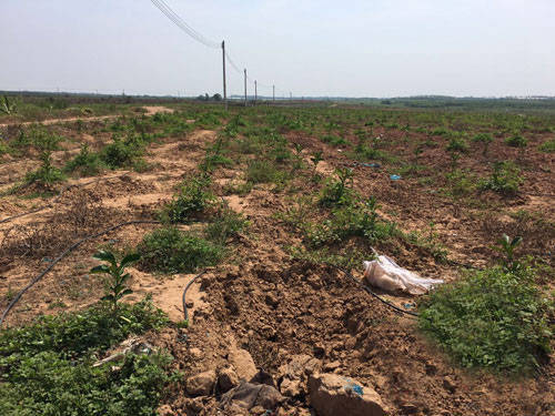 八一總場春江社區(qū)1000畝三紅蜜柚基地一角