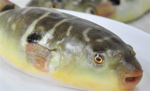 河豚魚