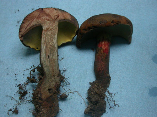 海南黃肉牛肝菌