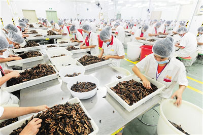 萬寧的工人正在加工、包裝檳榔產(chǎn)品