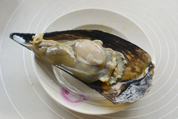 帶子