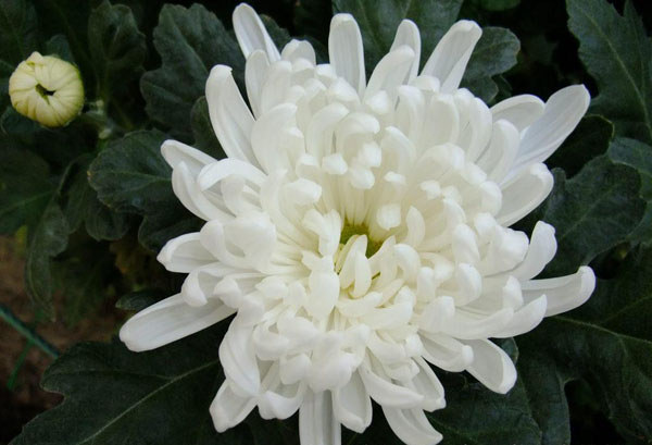 神馬白菊