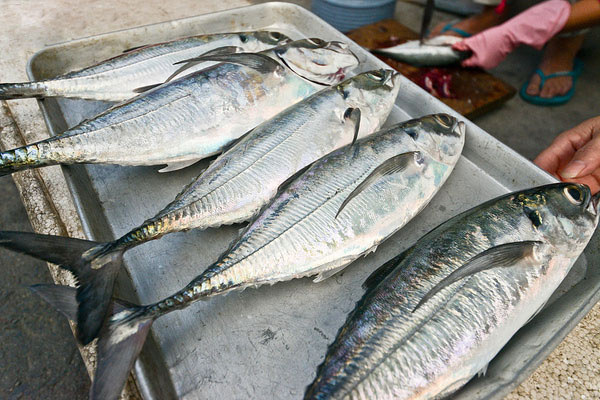 東方鐵甲魚