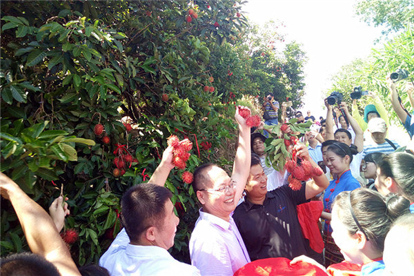 嘉賓現場體驗采摘紅毛丹