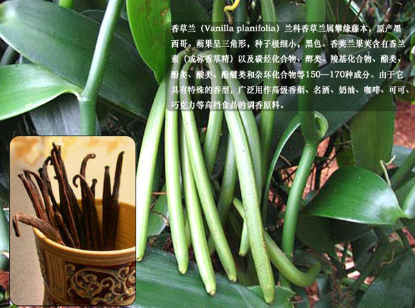 香草蘭 香草蘭米香茶