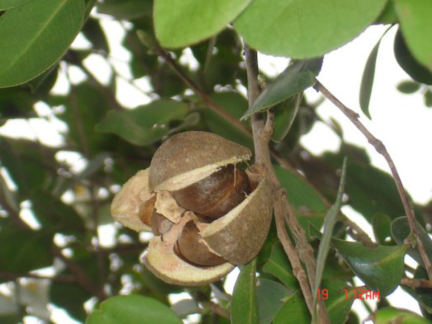油茶果實