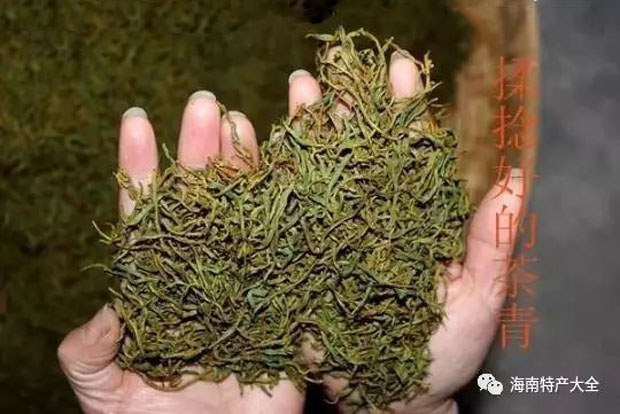 水滿茶