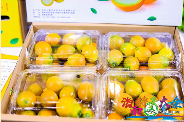 澄邁脆蜜金桔 澄邁脆蜜金桔