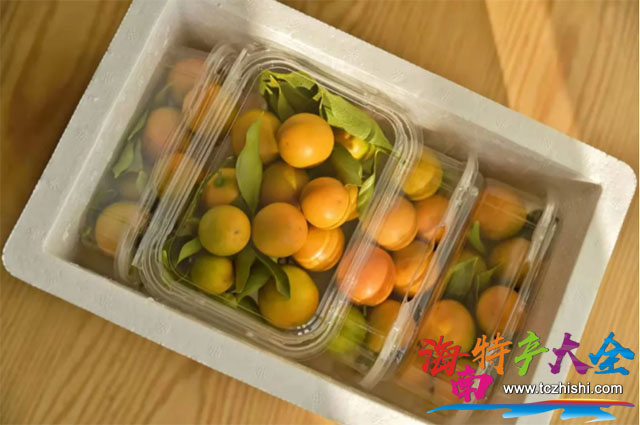 澄邁脆蜜金桔 澄邁脆蜜金桔