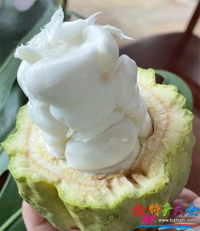 可可果肉