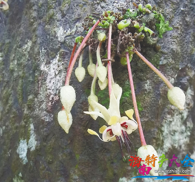 可可花