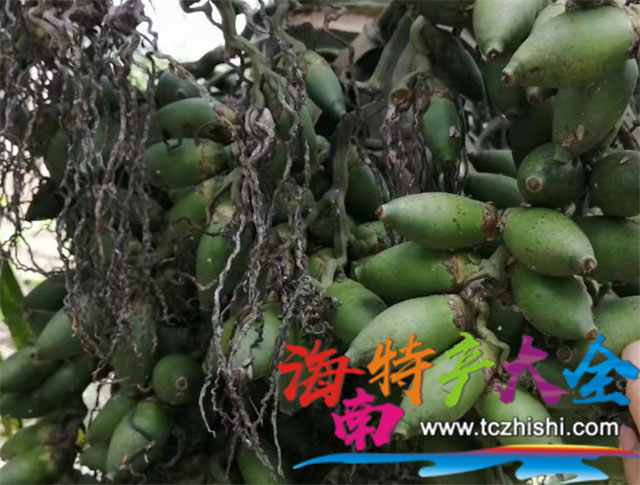 檳榔嫩果