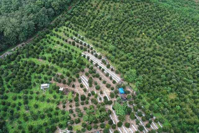 鳥瞰白沙縣某油茶園