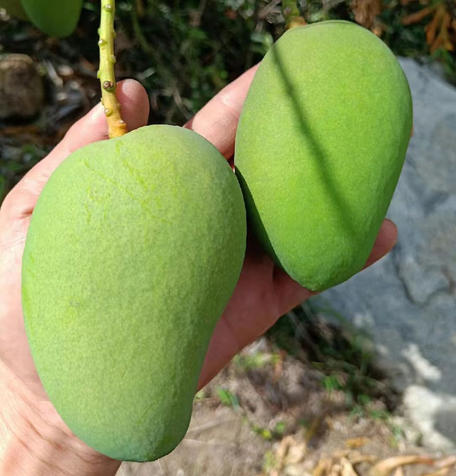 海南臺農芒果