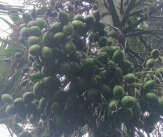 檳榔果實