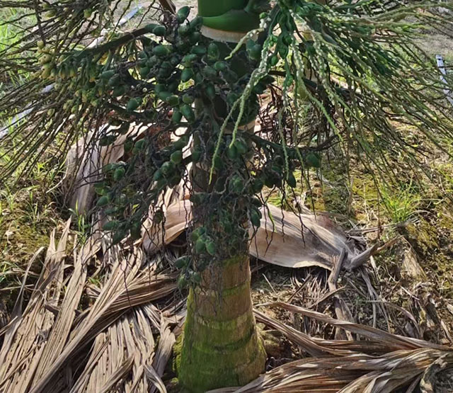 矮節檳榔