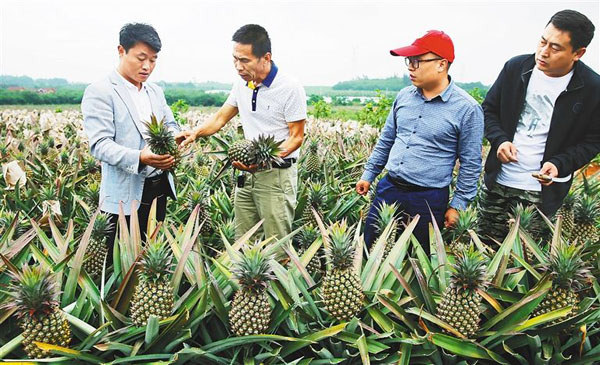 澄邁金江鎮(zhèn)工作人員正在察看鳳梨成熟度