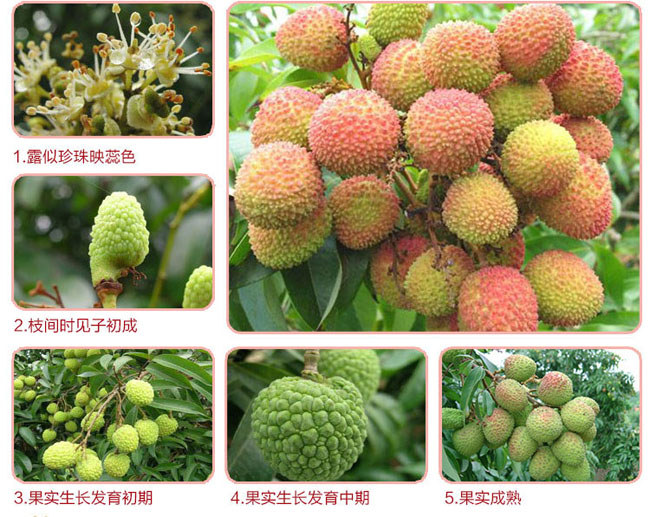 海南荔枝開花-結果-成熟三個過程