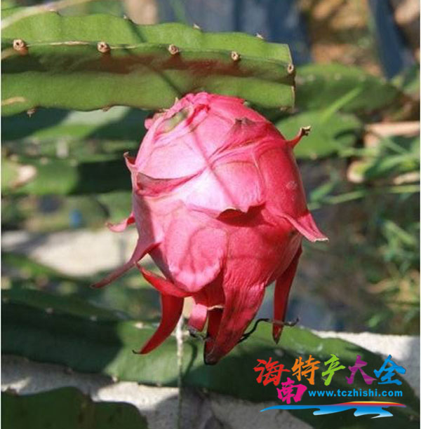 火龍果