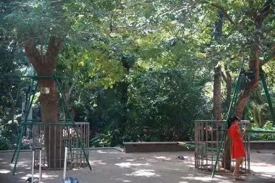 海口人民公園內現存的大黃花梨樹