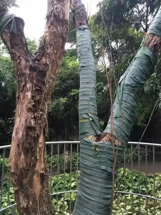 砍伐前的黃花梨樹