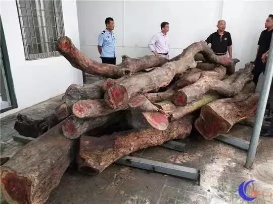 被砍伐后保管起來的黃花梨木材