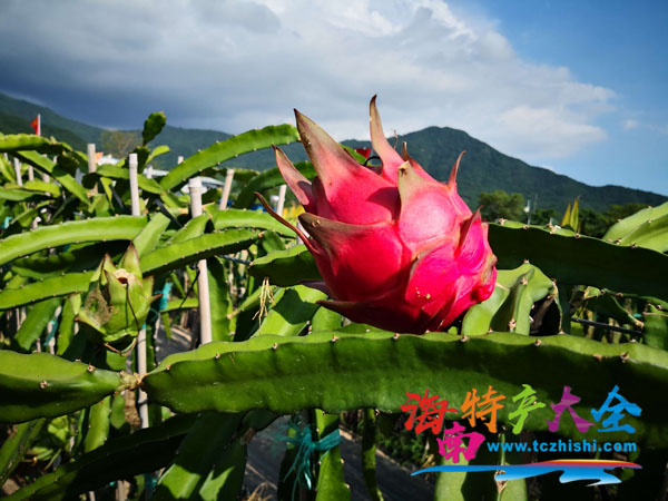 金都一號火龍果