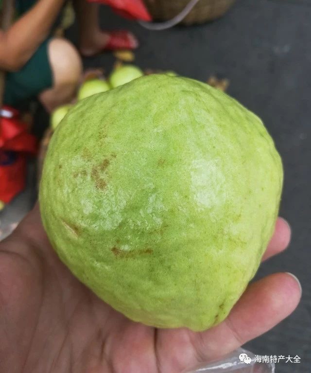 番石榴（芭樂）