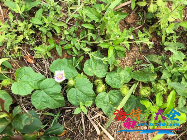清明踏青看到的龍珠果植株