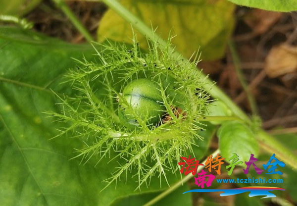 還未成熟的龍珠果