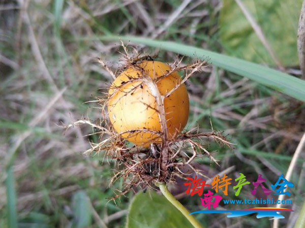 已經成熟的龍珠果
