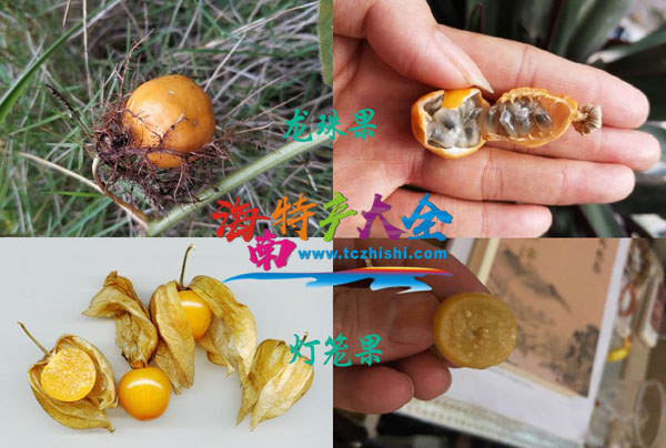 燈籠果與龍珠果對比圖