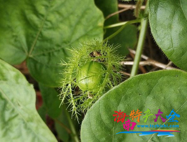 還未成熟的龍珠果