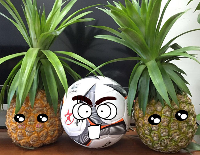 瓊臺一號菠蘿