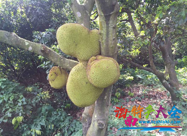 樹(shù)菠蘿