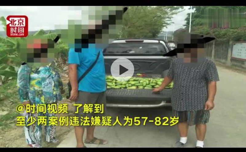 偷盜芒果案例違法嫌疑人