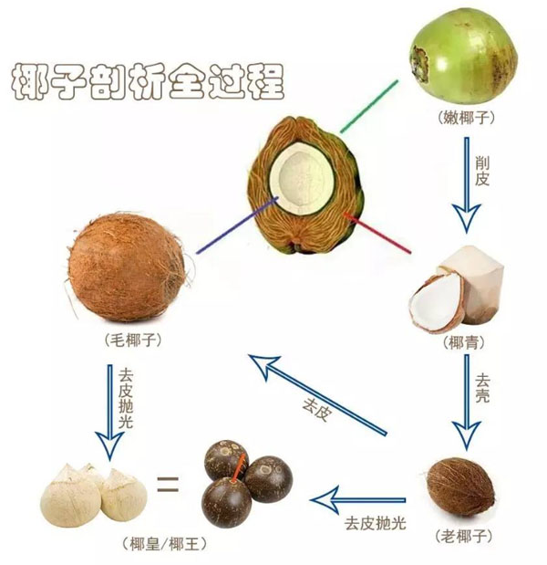 椰子剖析全過程